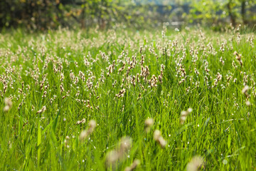 meadow. spring green grass.