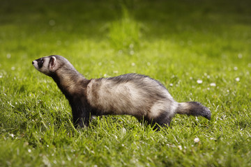 Obraz premium Adult ferret male on spring grass