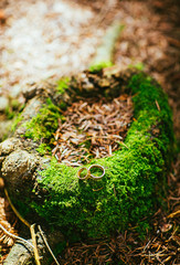Wedding rings at the forest on moss