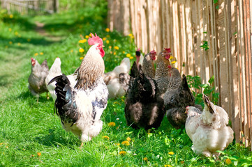 Hens and rooster