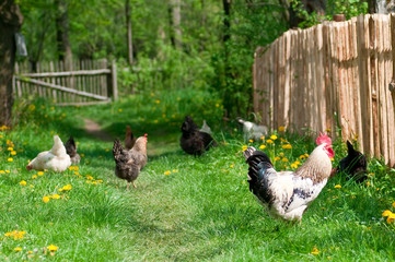 Hens and rooster