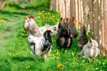 Hens and rooster