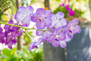 beautiful vanda orchid flower.