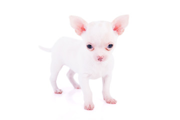 Fototapeta na wymiar Adorable chihuahua puppy
