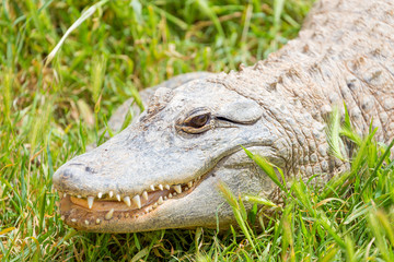 American alligator (Alligator mississippiensis)
