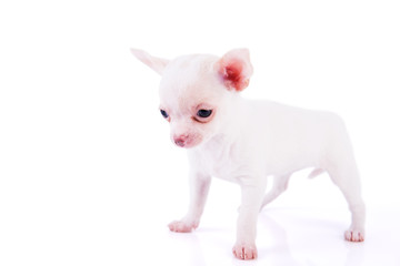 Adorable chihuahua puppy