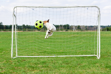 Funny dog jumping and catching football ball at goal