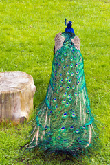 Obraz premium Folded peacock's tail near the stump in the background of green