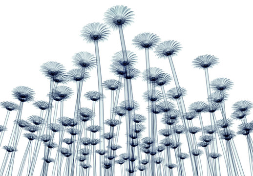 x-ray image of a flower isolated on white , the gebera
