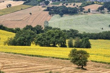 Obraz premium Country landscape in Marches (Italy)