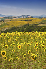 Country landscape in Marches (Italy)