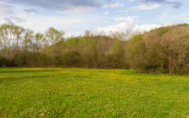 Pradera Primaveral Rodeada de Arboles y Arbustos