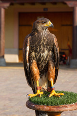 Harris Hawk (parabuteo unicintus) captive in exhibition