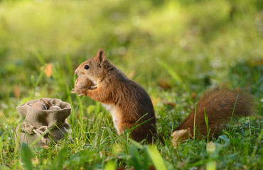 Squirrel sitting near a bag with nuts