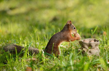 Squirrel sitting near a bag with nuts