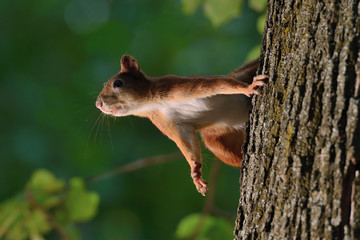 Squirrel sitting on a tree