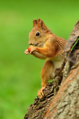 Squirrel sitting on a tree