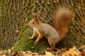 Naklejka na ściany i meble Squirrel sitting on a tree