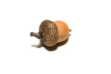One  brown acorn  with hat on over white