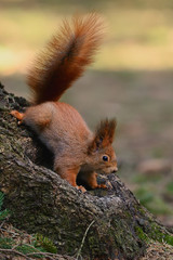 Little red squirrel
