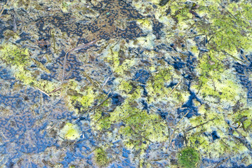 Fototapeta premium swamp texture