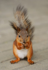 Fototapeta premium Squirrel sitting on a grass