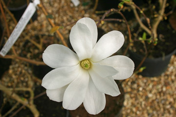 White Magnolia flower