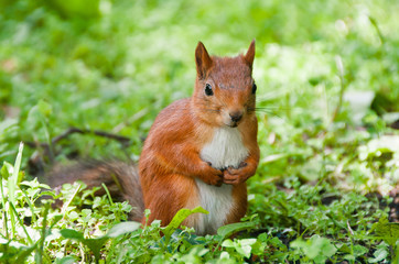 Small Squirrel