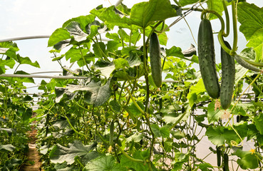 Cucumbers in greenhouse