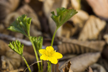 First spring flowers