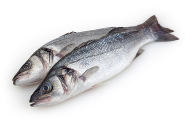 Seabasses isolated on white background with clipping path