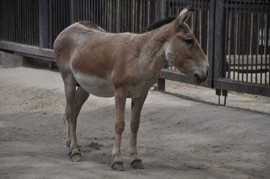 Animal kulan