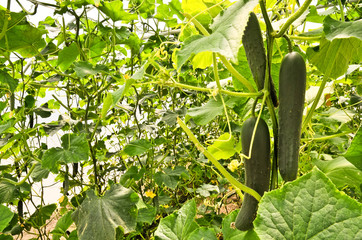 Cucumbers in greenhouse