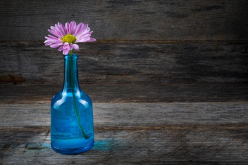 Magenta daisy in blue bottle on weathered wood background