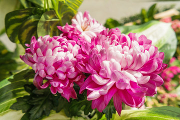 Fototapeta premium Potted flowers of chrysanthemum. Street decoration with plants and flowers. Moscow, Russia.