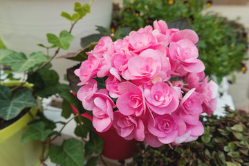 Potted flowers of pink azalea. Street decoration with plants and flowers. Moscow, Russia.