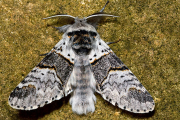 Poplar kitten moth (Furcula bifida). British nocturnal insect in the family Notodontidae, at rest