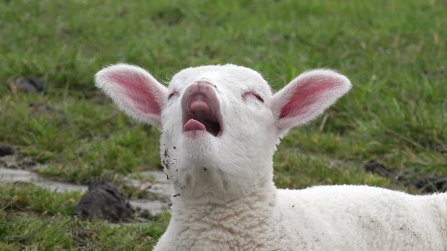 Wei&szlig;es Lamm liegt auf der Wiese und g&auml;hnt