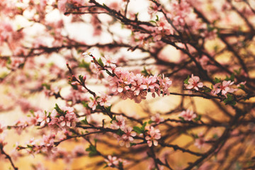 beautiful blooming cherry tree branches with pink flowers