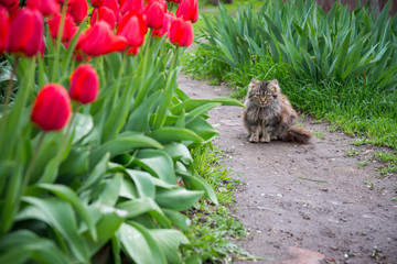 The cat sits in the garden among tulips