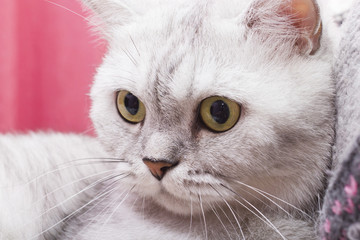 Big gray cat