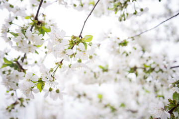 apricot blooming