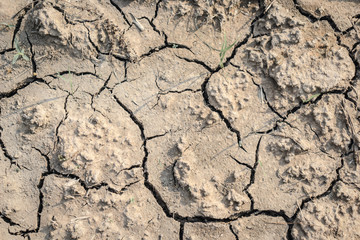 Cracked Brown Soil
