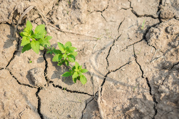Cracked Brown Soil