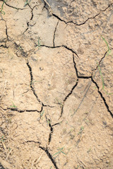 Cracked Brown Soil