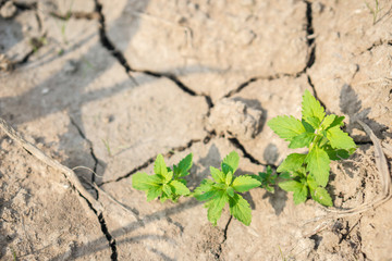 Cracked Brown Soil