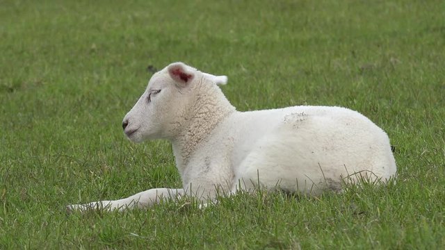 Wei&szlig;es Lamm liegt auf der Wiese und schl&auml;ft