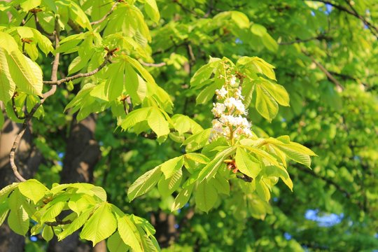 Blossom of chestnut tree 
