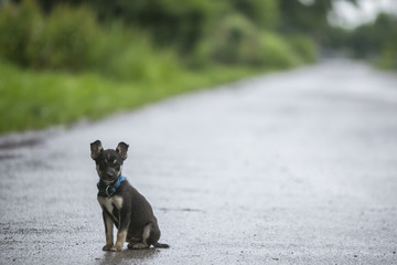 Alone cute dog puppy sitting on a road.