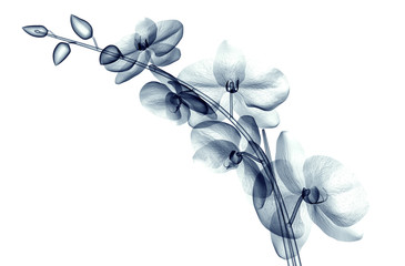 x-ray image of a flower isolated on white , the orchide - obrazy, fototapety, plakaty
